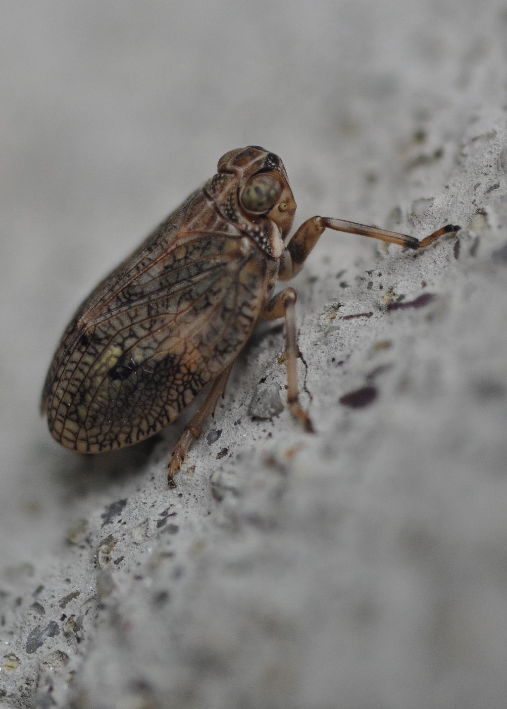 Issus coleoptratus (Fulgoromorpha Issidae)